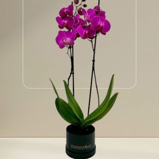 Orquidea Morada