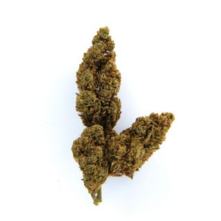 Royal Cheese 2G - Greenhouse