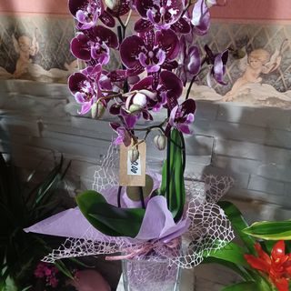 Orchidea Phalaenopsis in vaso vetro