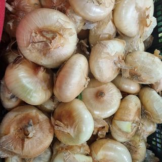 Cipolla schiacciata al kg