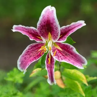Liliun Normale singolo