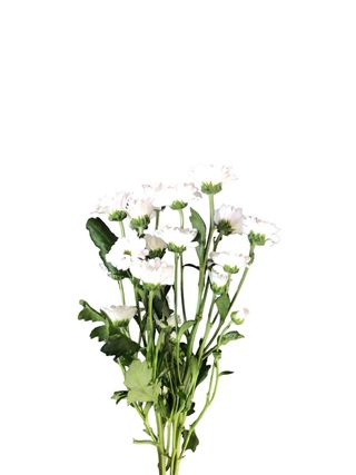 Santini bianchi - 1 pezzo