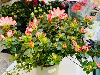 pianta azalea bicolore