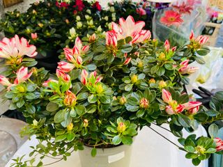 pianta azalea bicolore