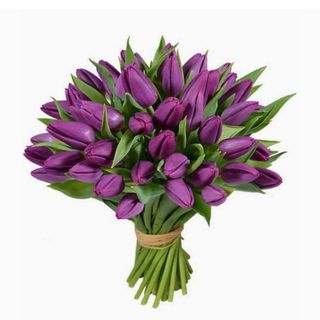Purple Tulip xl
