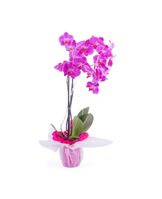 Orquideas 