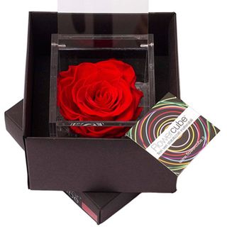 ROSA PERFUMADA MEDIANA ROJA.