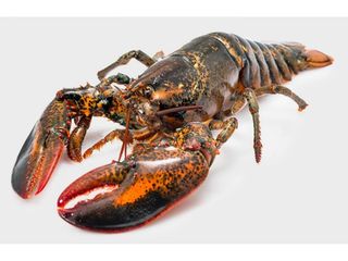 ASTICE AMERICANO GR 400/450 CIRCA