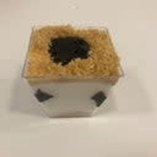 Cheescake ai Frutti di bosco Gluten Free