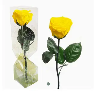 Rosa amarilla de tallo corto preservada 