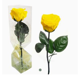 Rosa amarilla de tallo corto preservada 
