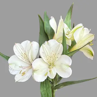 Astromeria biała 