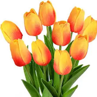 10 pezzi tulipani arancio
