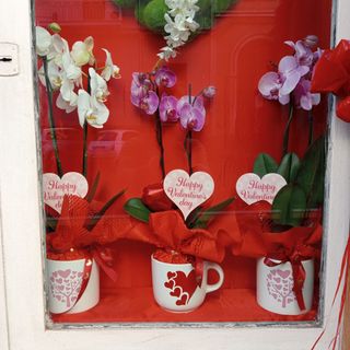 Orchidea in vaso ceramica con cuori 