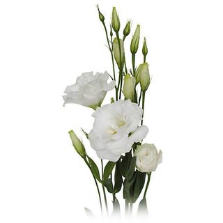 Lisianthus bianco