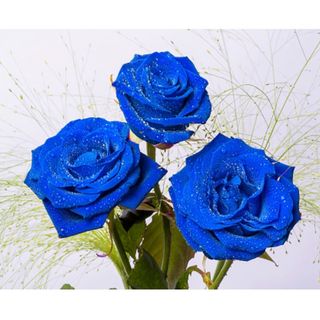 Ramo de 3 rosas azules 