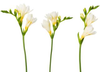 3 Фрезии, Бели