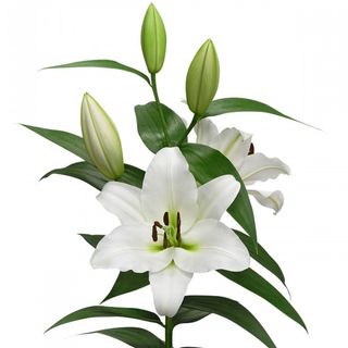 LILIUM ORIENTAL BLANCO