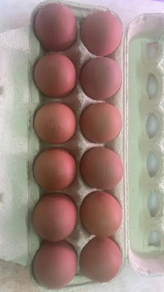 Huevos XL (12 Uds.)