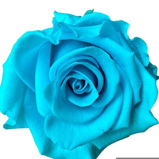 rosa stabilizzata turchese