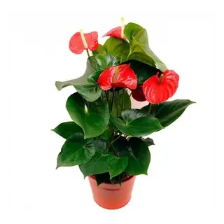 pianta anthurium