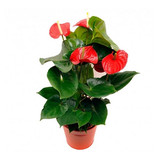 pianta anthurium