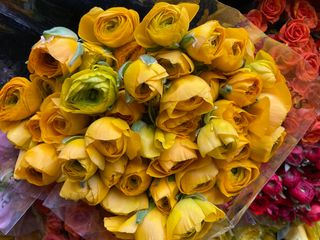 Ranucoli giallo