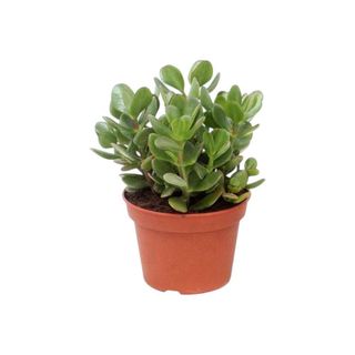 Vaso Crassula - Planta de Jade
