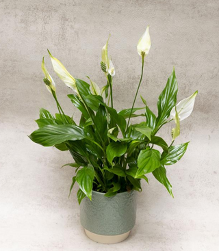 Spathiphyllum