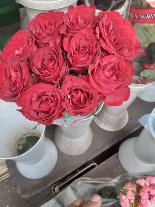 12 rose rosse 