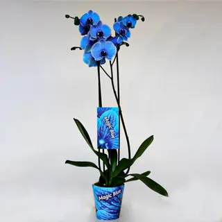 Orquídea Azul