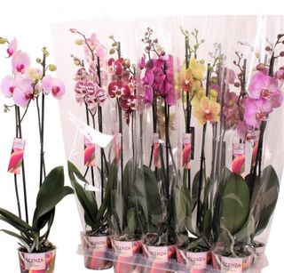 Planta de orquídeas Phalaenopsis color 2 varas 60 cm