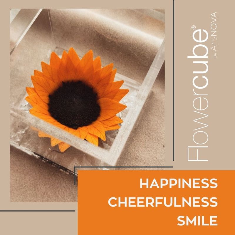 Girasoli stabilizzzati