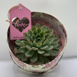 Echeverria en caja de cartón