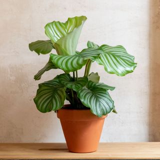 Calathea orbifolia