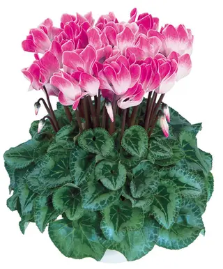Cyclamini rosa