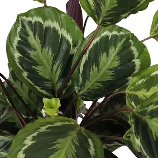 Planta Verde Pequeña