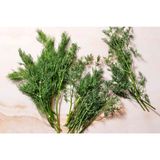 Fresh Dill, Loose