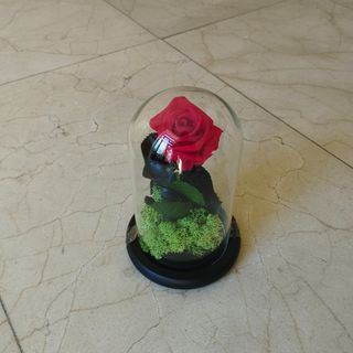 Cúpula de rosa roja preservada  tamaño pequeño