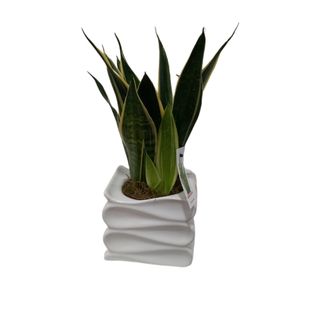Sanseveria