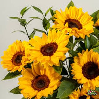 22 Bouquet 7 girasoli extra