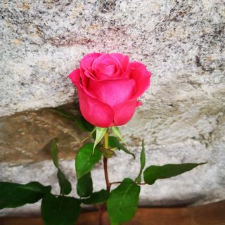 Rosa Fucsia