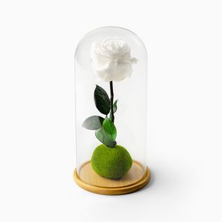 Rosa Branca Preservada em Campânula