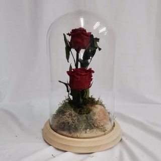 Cúpula De Dos Rosas Preservadas