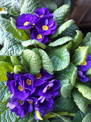 Sestino di primule extra 