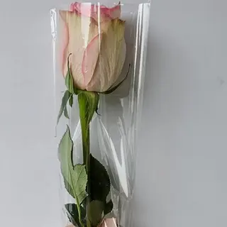 Encanto Solitário