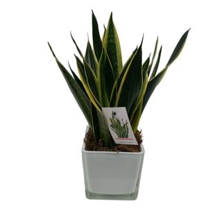 Sanseveria