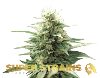 Super Strains Fini Autoflowering X3