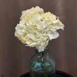 Гортензія біла, шт