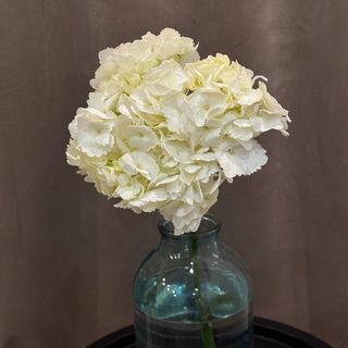 Гортензія біла, шт